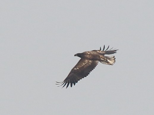 White-tailed Eagle - ML209587851