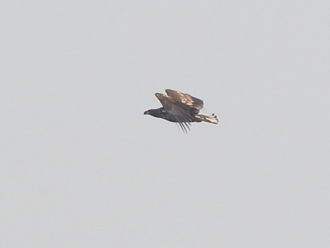 White-tailed Eagle - Shekar Vishvanath