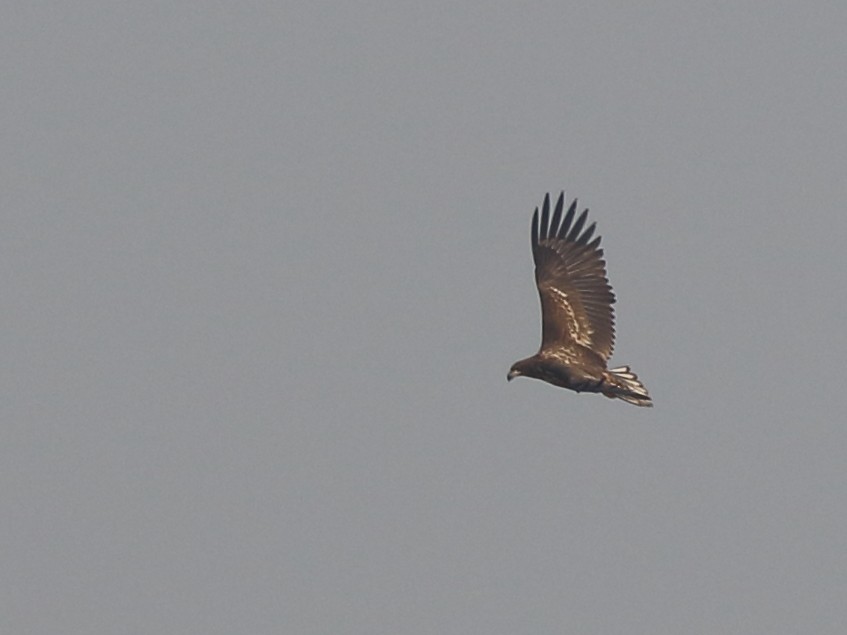 White-tailed Eagle - ML209587871