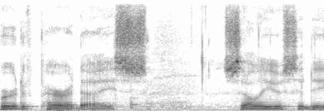 Fadenparadiesvogel - ML20960
