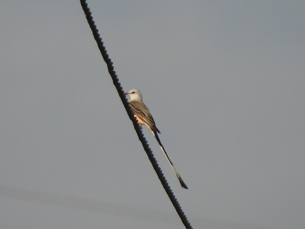 Scissor-tailed Flycatcher - Anonymous