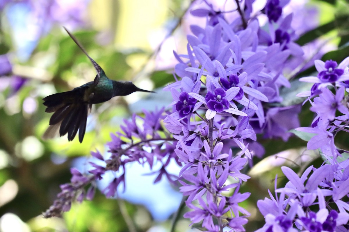 Broad-billed Hummingbird - Blythe Nilson