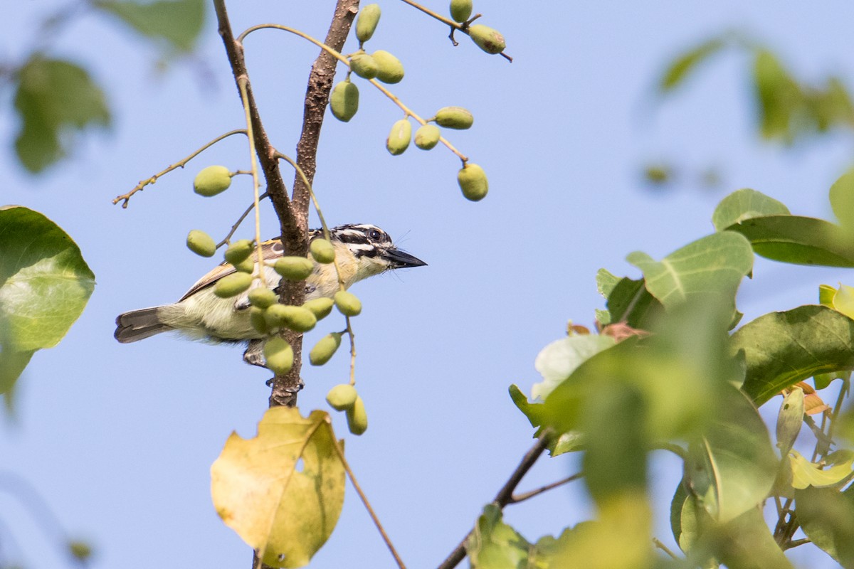 Red-fronted Tinkerbird - ML209605471