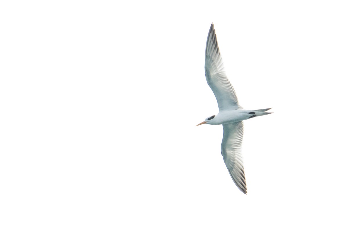 Lesser Crested Tern - ML209608121