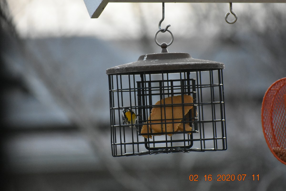 Yellow-throated Warbler - ML209609411