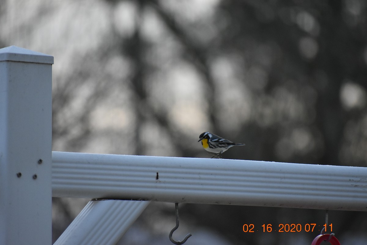 Yellow-throated Warbler - ML209609421