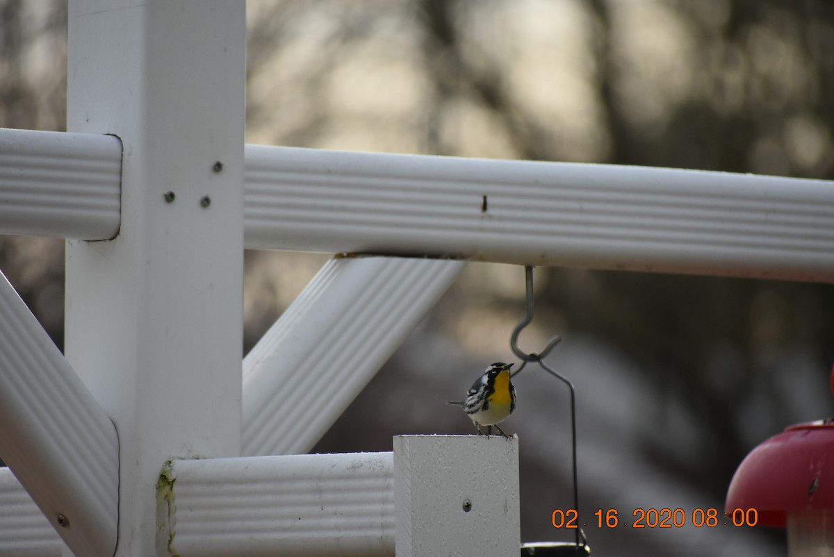 Yellow-throated Warbler - ML209609431