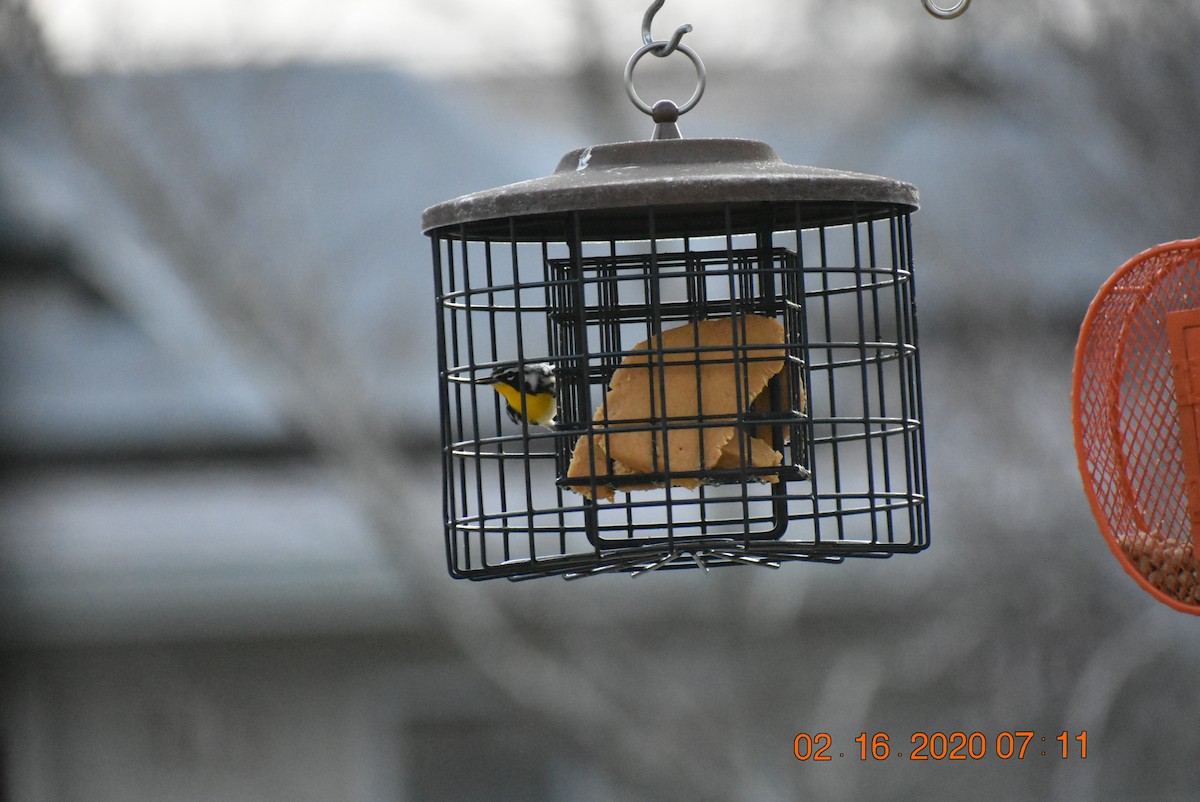 Yellow-throated Warbler - ML209609471
