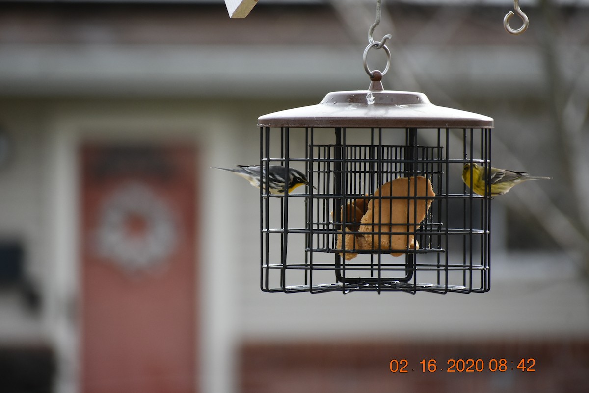 Yellow-throated Warbler - ML209609511