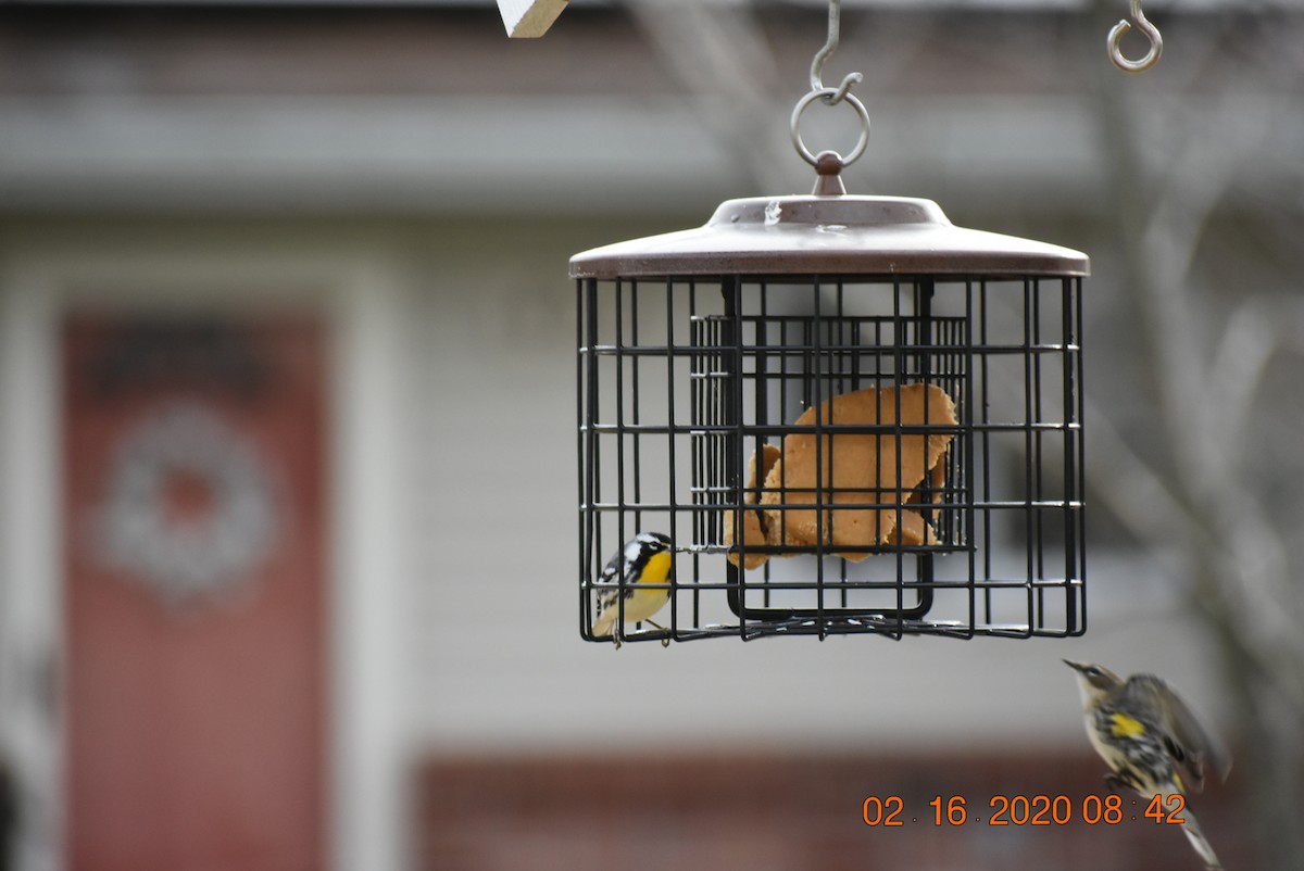 Yellow-throated Warbler - ML209609531