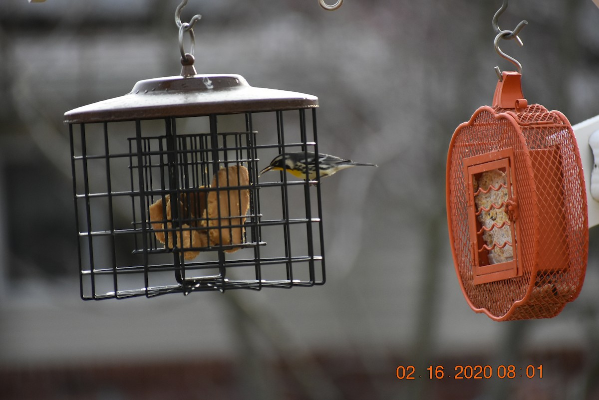Yellow-throated Warbler - ML209609561