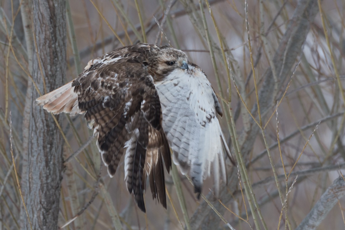Red-tailed Hawk (borealis) - Steven McGrath
