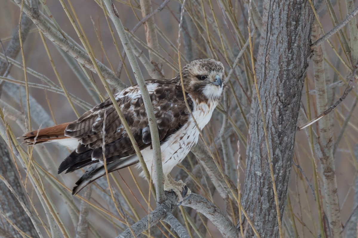 Red-tailed Hawk (borealis) - ML209610651