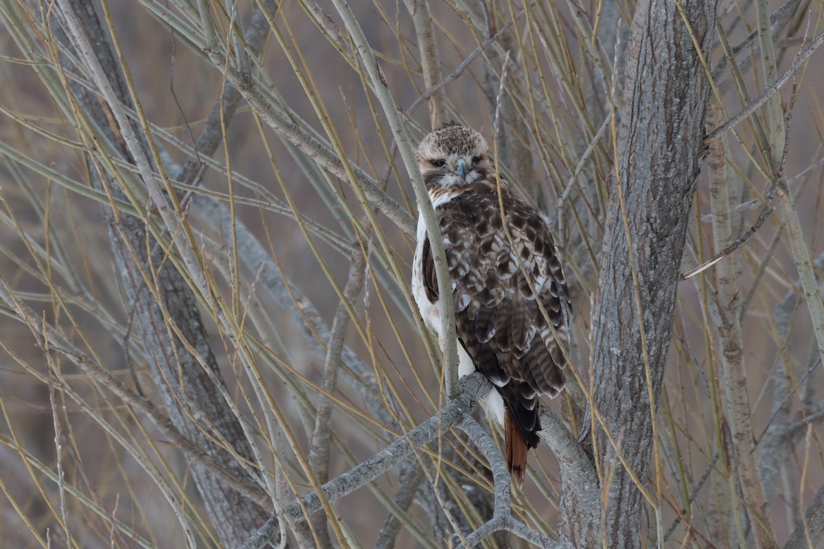 Red-tailed Hawk (borealis) - ML209610661