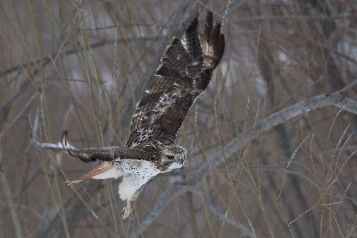 Red-tailed Hawk (borealis) - ML209610671