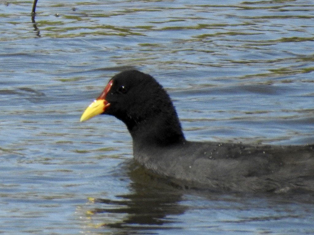 Red-fronted Coot - ML209610921
