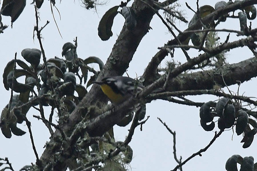 Yellow-throated Warbler - ML209612281