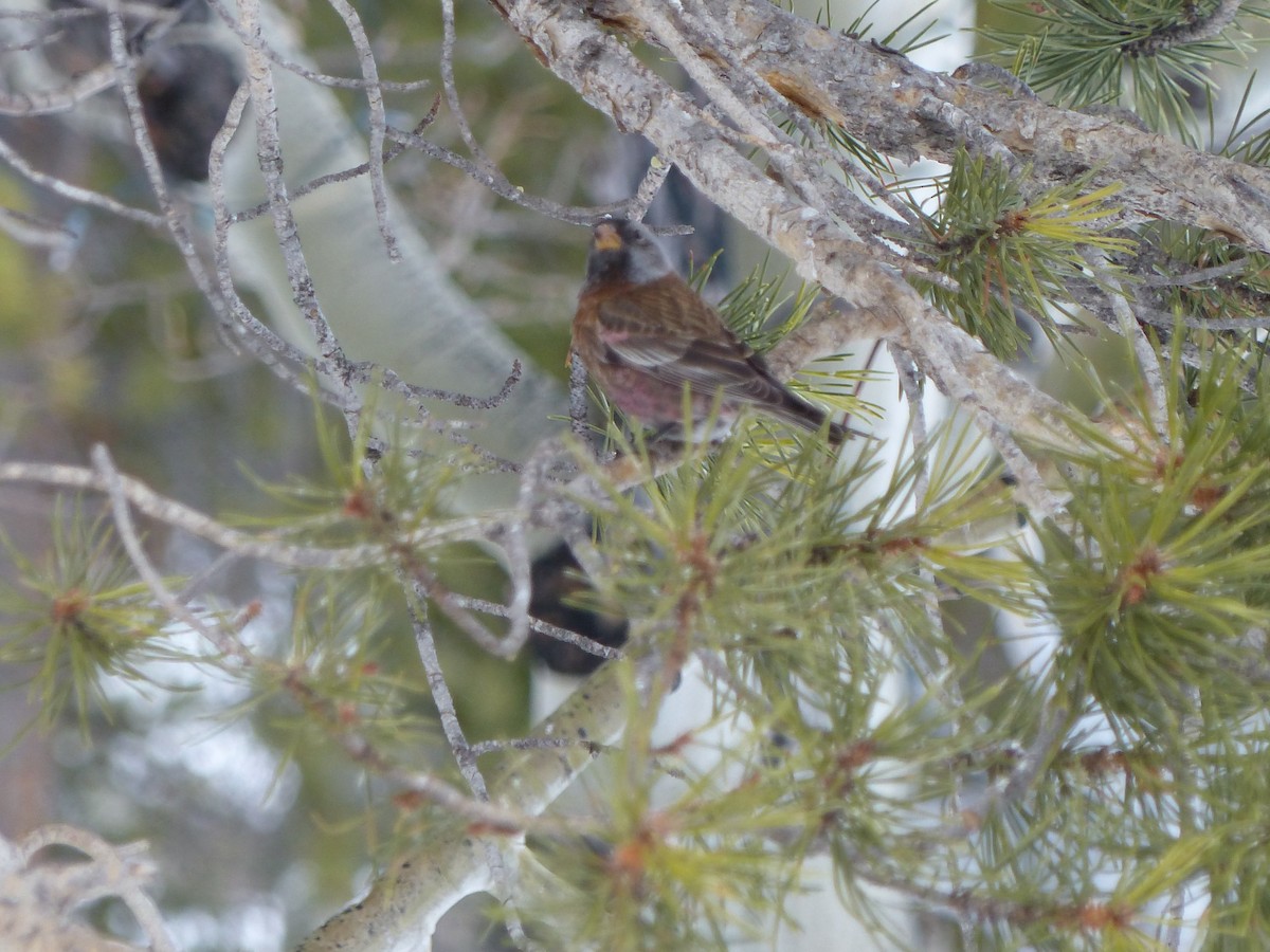 Gray-crowned Rosy-Finch - ML209613691