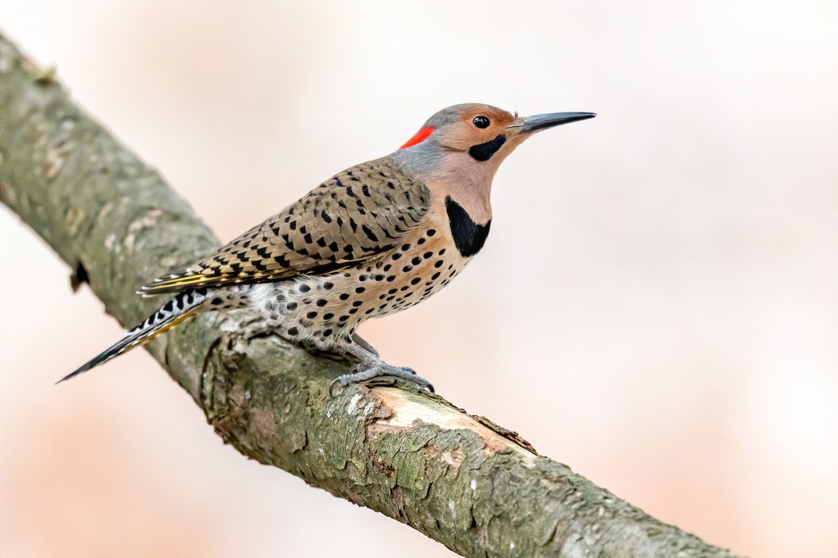 Northern Flicker (Yellow-shafted) - ML209614451