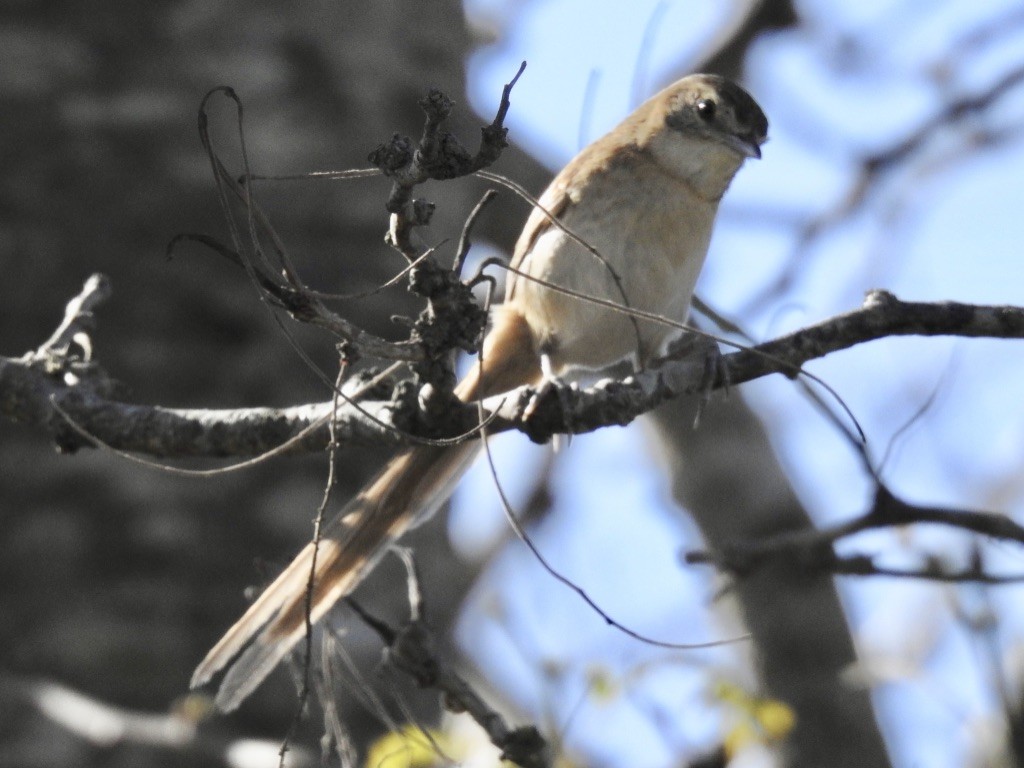 Chotoy Spinetail - ML209614831