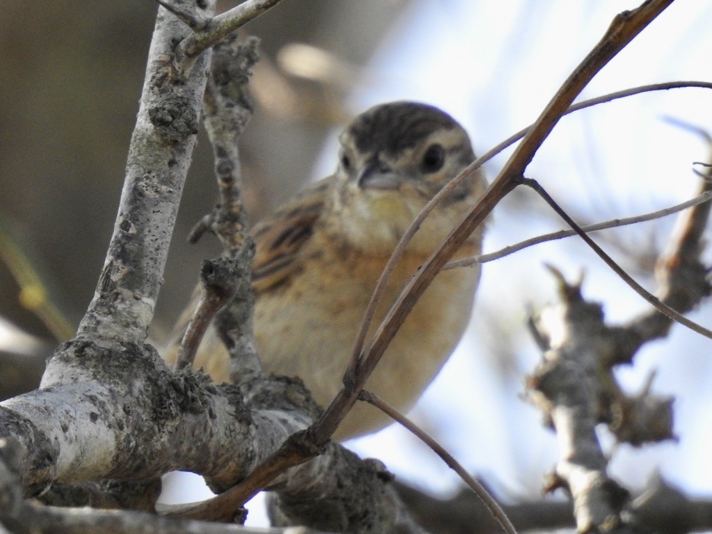 Chotoy Spinetail - ML209615091