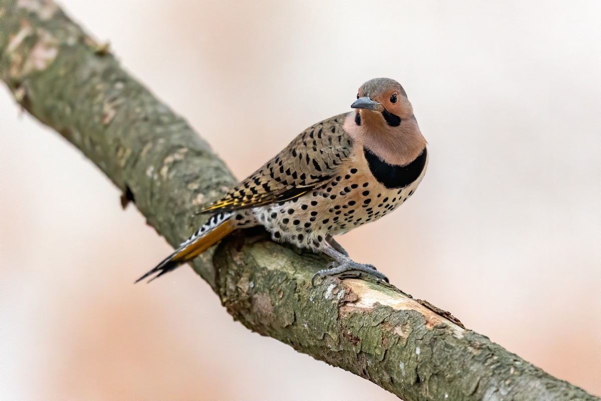 Northern Flicker (Yellow-shafted) - ML209617921