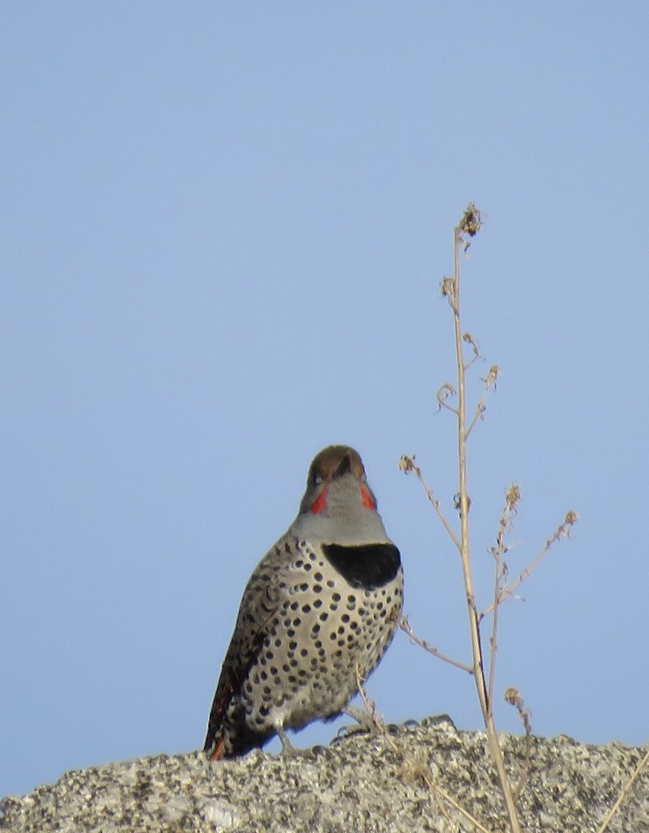 Northern Flicker (Red-shafted) - Micky Louis
