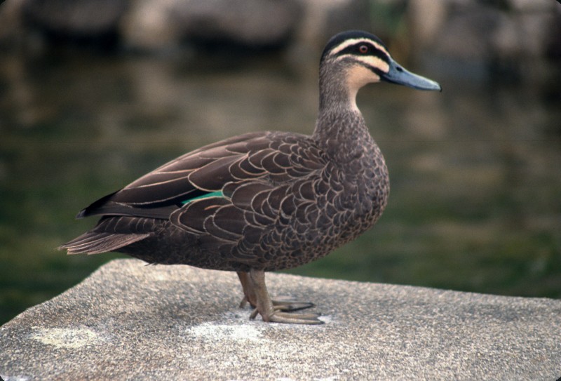 Pacific Black Duck - ML209618431