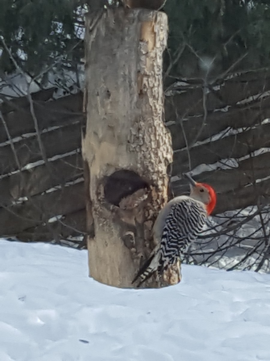 Red-bellied Woodpecker - ML209627701