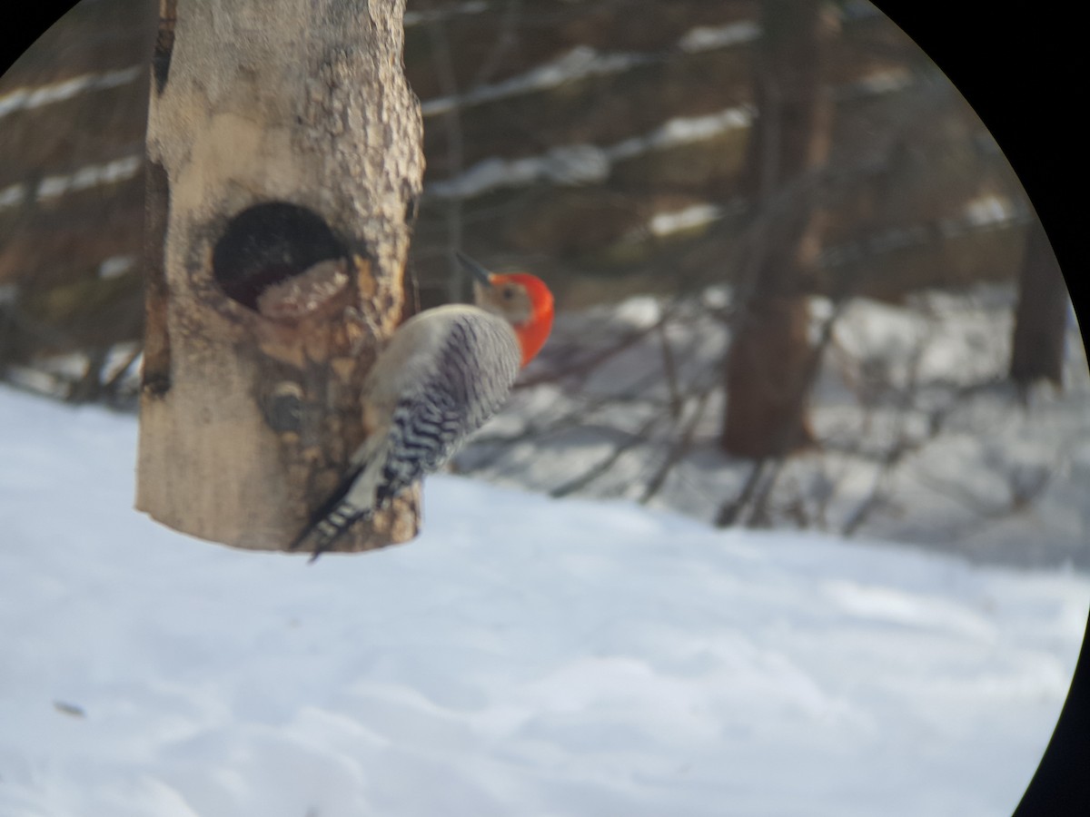 Red-bellied Woodpecker - ML209627741