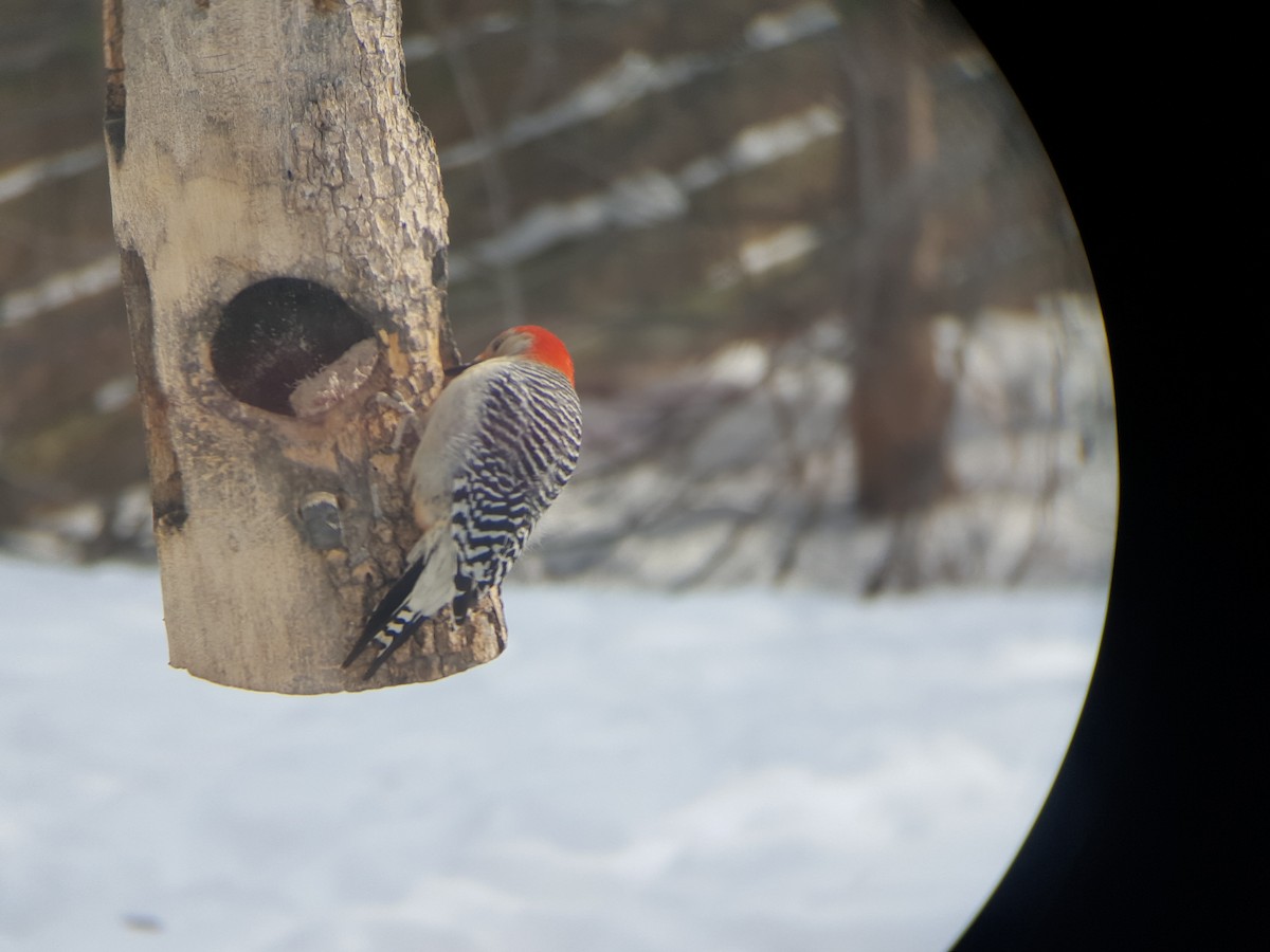 Red-bellied Woodpecker - ML209627781