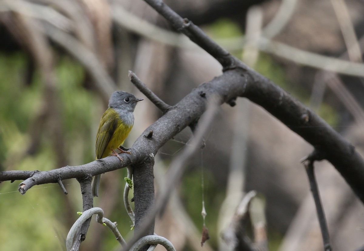 Gray-headed Canary-Flycatcher - simon walkley