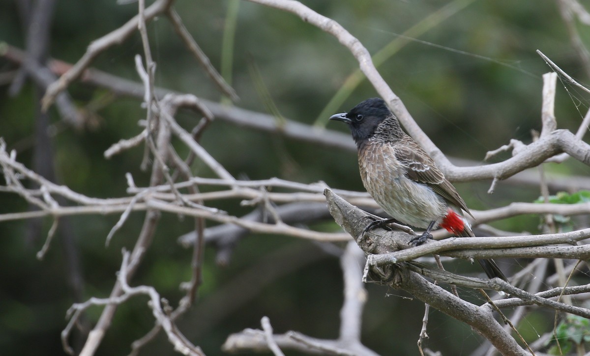Red-vented Bulbul - ML209628941