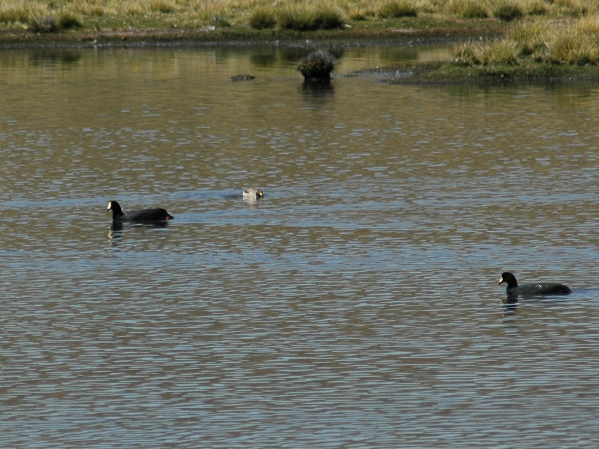 Giant Coot - ML20963051