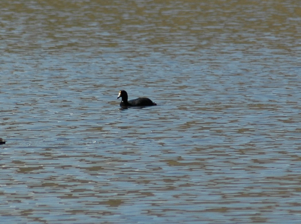 Giant Coot - ML20963061