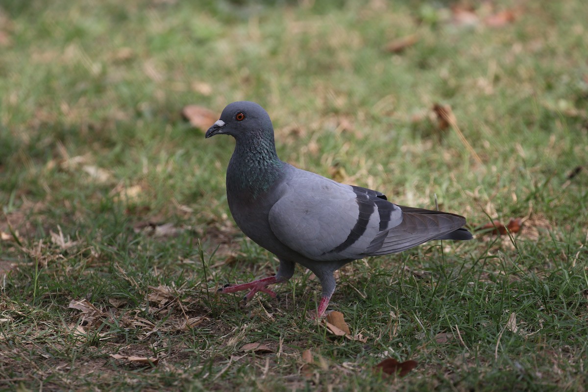 Rock Pigeon (Feral Pigeon) - simon walkley