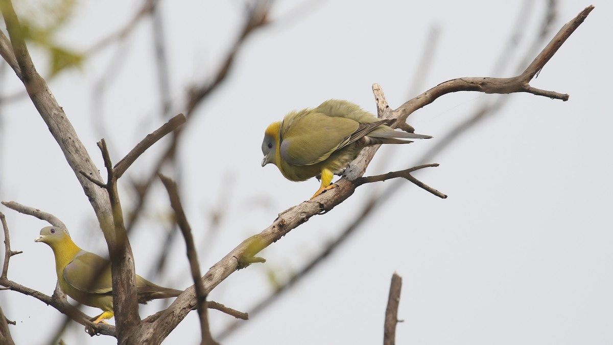 Yellow-footed Green-Pigeon - ML209633671