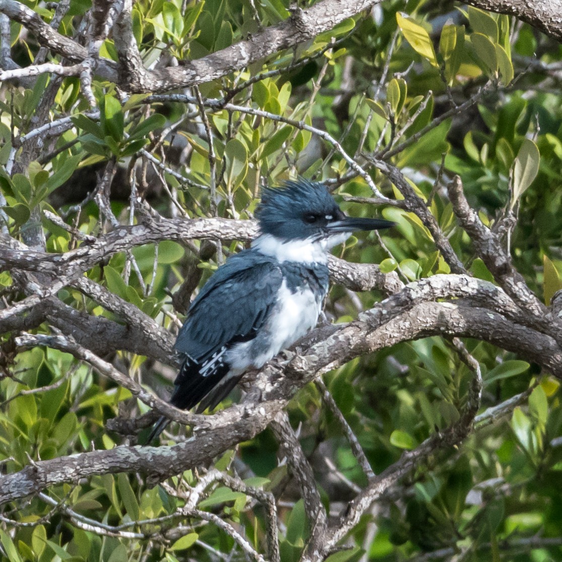 Belted Kingfisher - ML209634981