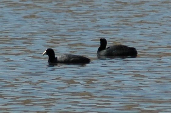 Giant Coot - ML20963521