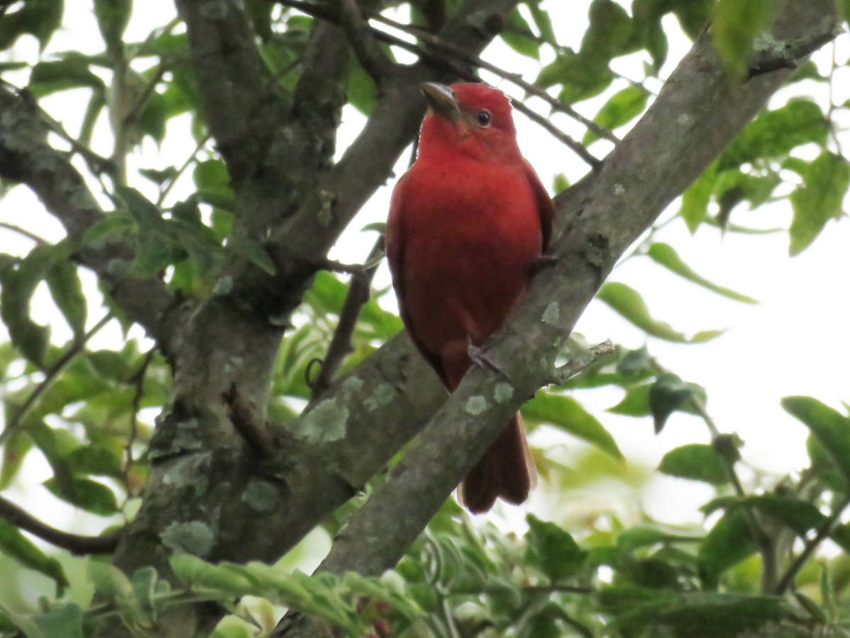 Hepatic Tanager - ena spalding