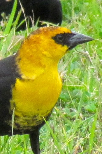 Yellow-headed Blackbird - ML209637201
