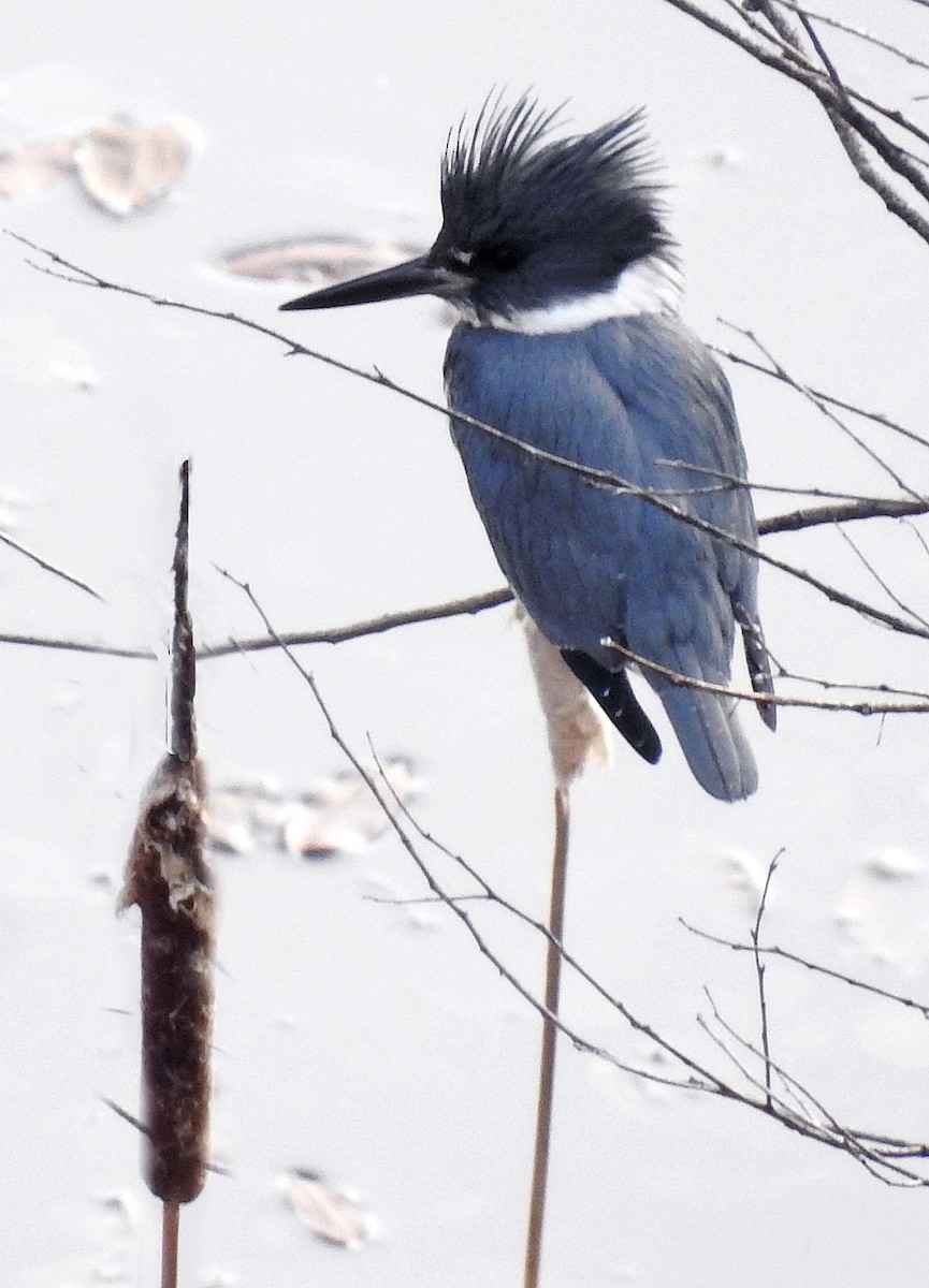 Belted Kingfisher - ML209638911