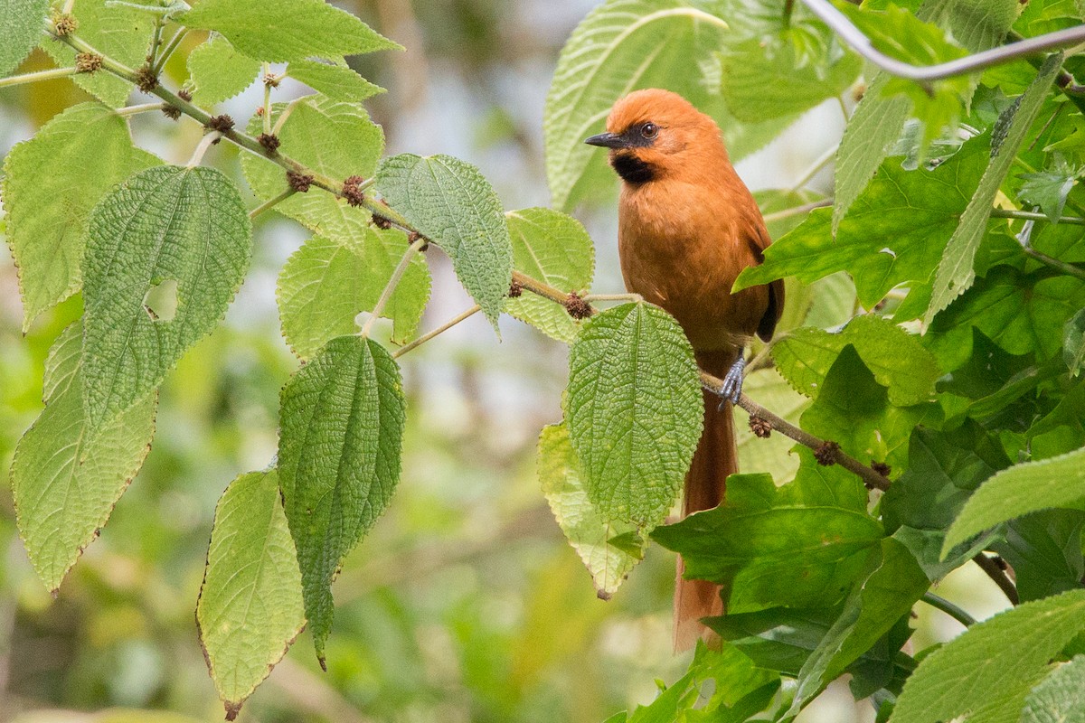 Black-throated Spinetail - ML209650361