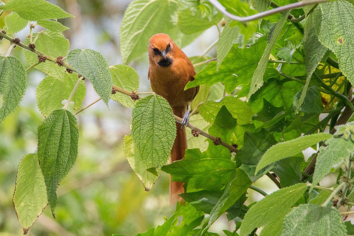 Black-throated Spinetail - ML209650441