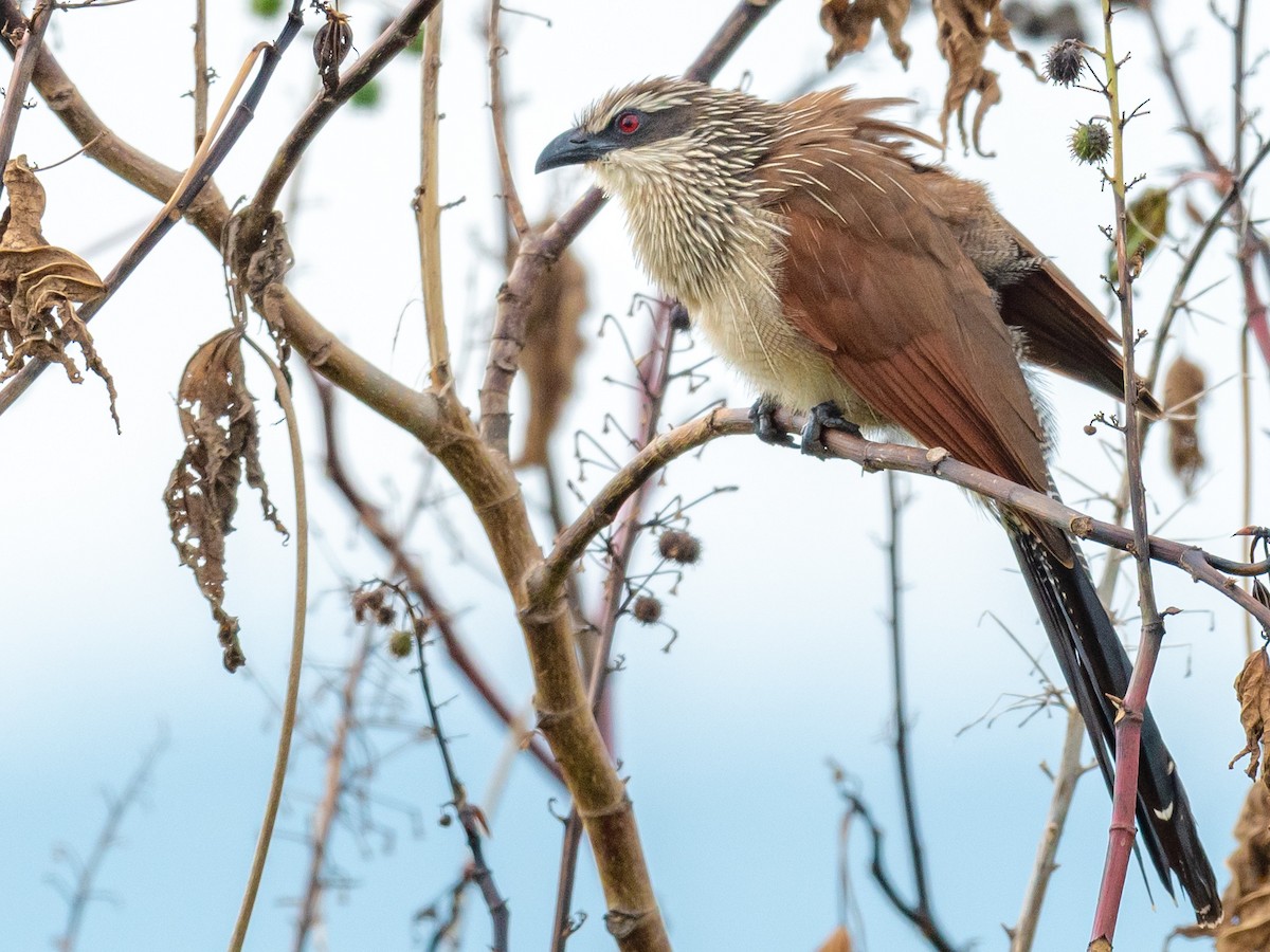 White-browed Coucal - ML209650981