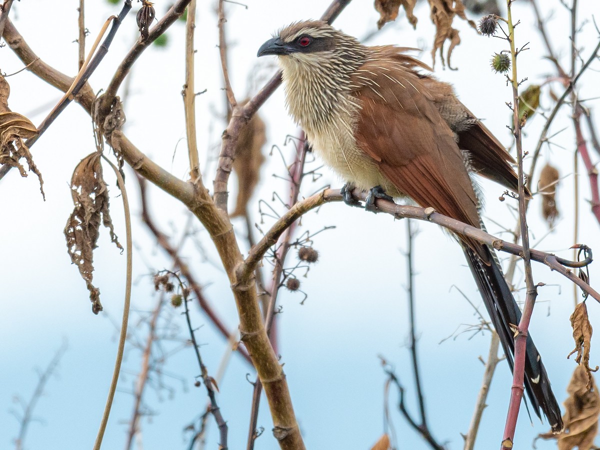 White-browed Coucal - ML209650991
