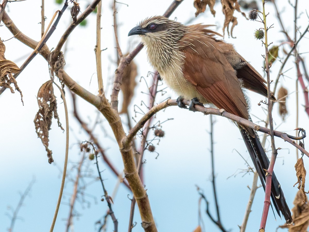 White-browed Coucal - ML209651001