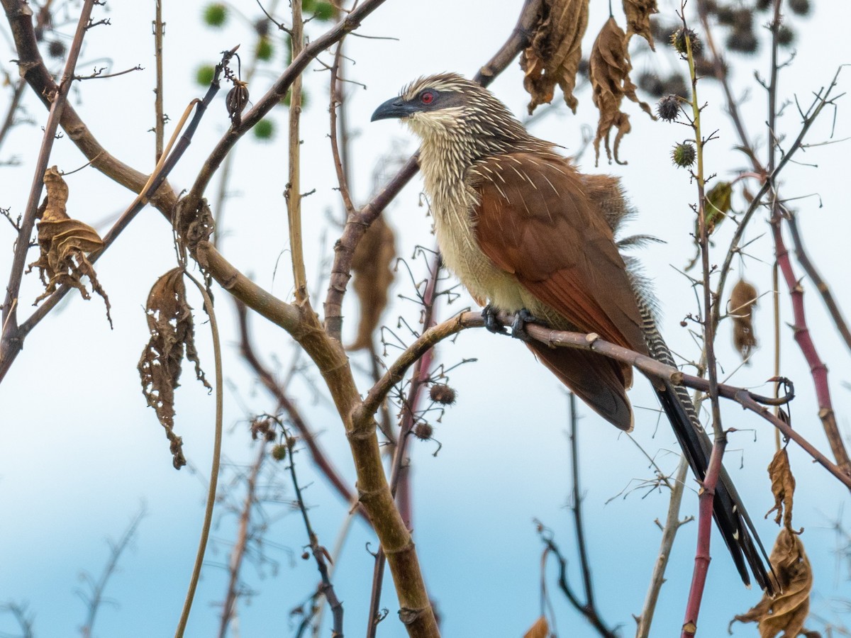 White-browed Coucal - ML209651011