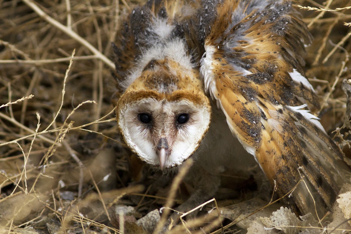 Barn Owl - Richard Bunn