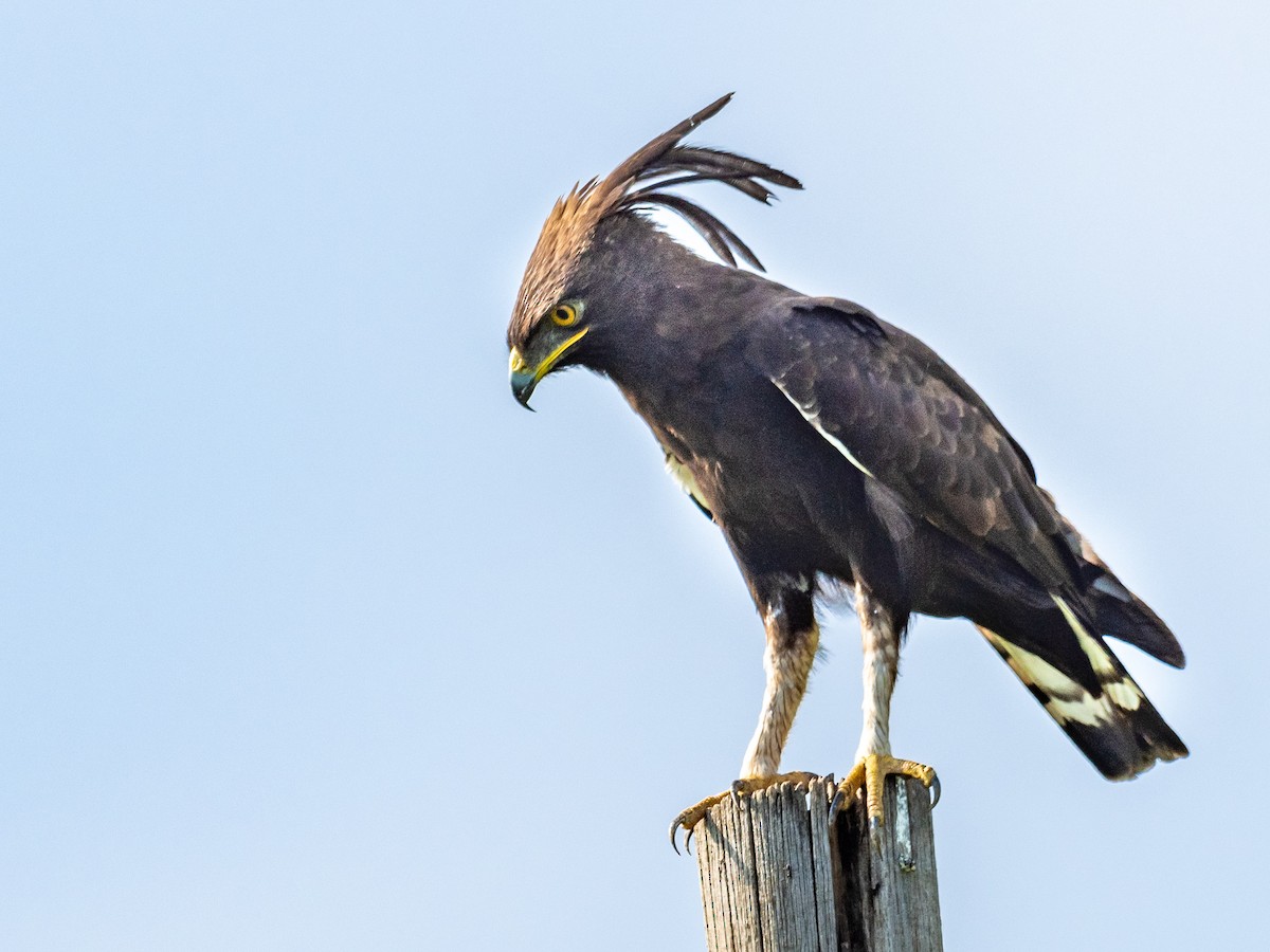 Long-crested Eagle - Jean-Louis  Carlo
